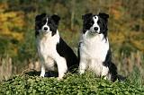 BORDER COLLIE 1332